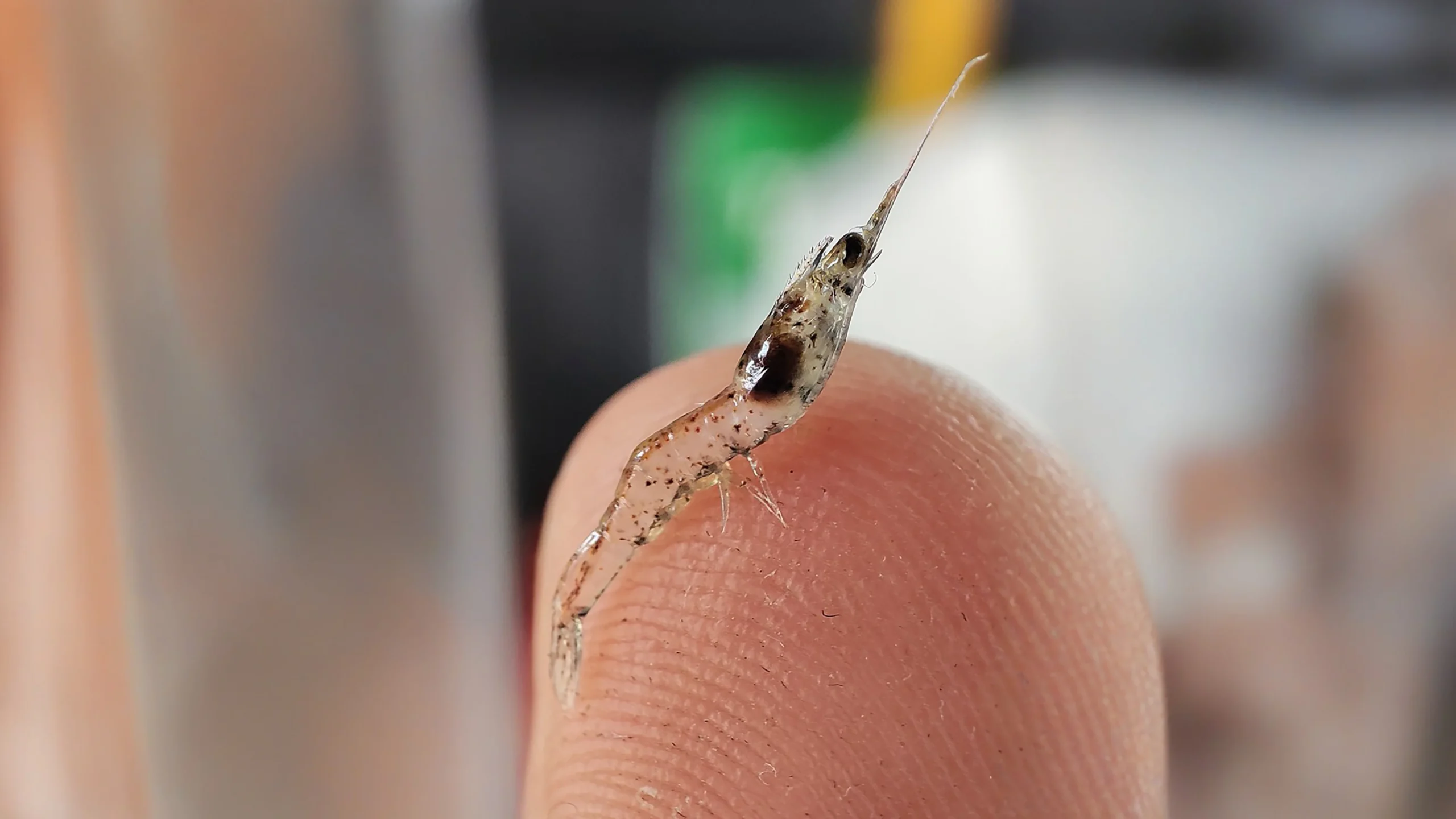 macropostlarva12