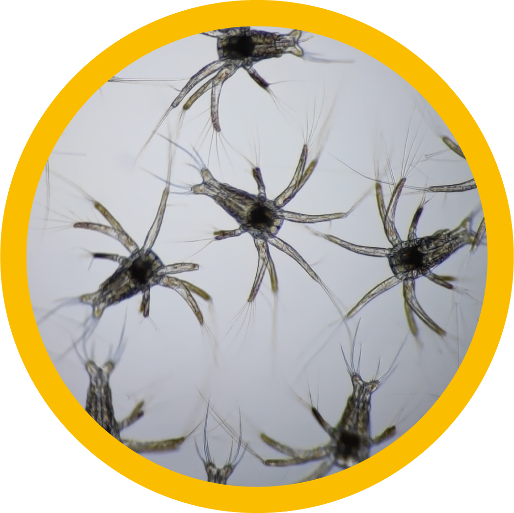 Nauplios